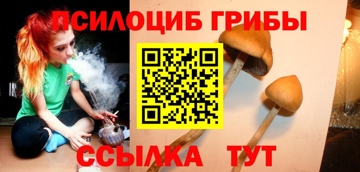 Сегежа  Псилоцибиновые грибы Psilocybine cubensis  Вход с VPN 